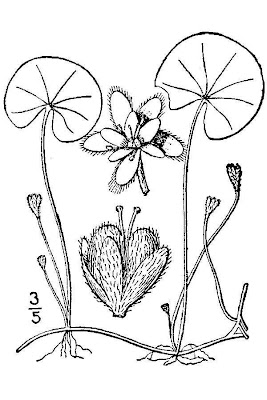 Carolina ponysfoot Carolina ponysfoot
