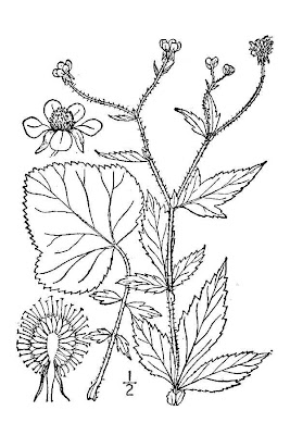 White Avens