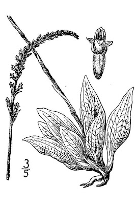 Checkered rattlesnake plantain Checkered rattlesnake plantain