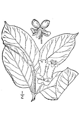 Bearberry Honeysuckle