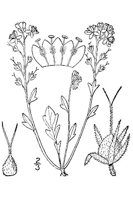 Appalachian Phacelia Appalachian Phacelia