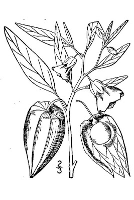 Long-leaf Ground-cherry