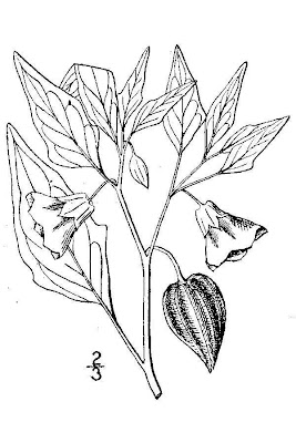 Smoothed Groundcherry