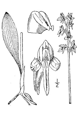 Bluntleaved orchid Bluntleaved orchid