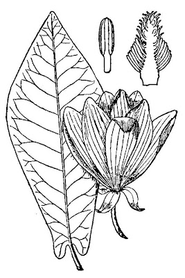 Ear-leaf Umbrella-tree