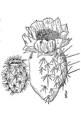 Hairy Prickly-pear