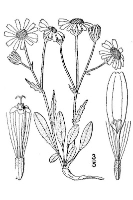 Packera cana,
woolly groundsel
