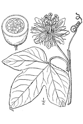 Apricot-vine Apricot-vine