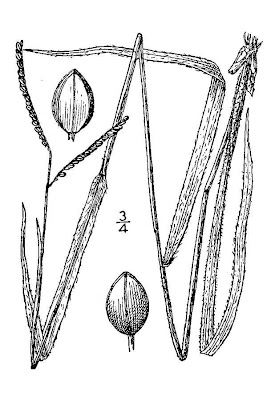 Field Crown Grass