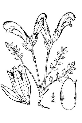 Capitate lousewort Capitate lousewort