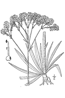 Tall Pinebarren Milkwort