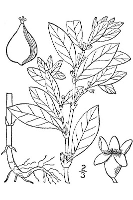 Erect knotweed