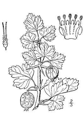 European gooseberry European gooseberry