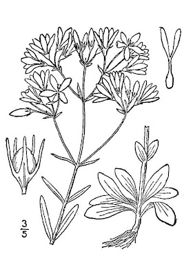 Sabatia brevifolia,
shortleaf rose gentian