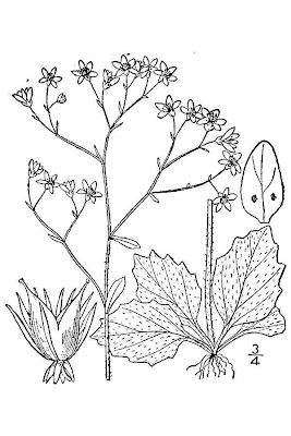 Carolina saxifrage Carolina saxifrage