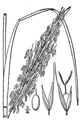 Water Millet
