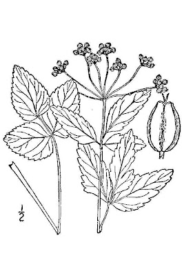 Zizia trifoliata,
meadow alexanders