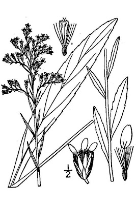 Bog goldenrod Bog goldenrod