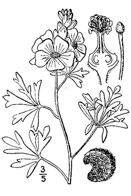 Scarlet globe-mallow Scarlet globe-mallow