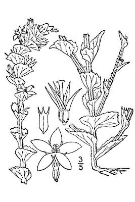 Clasping-leaf venus'-looking-glass Clasping-leaf venus'-looking-glass