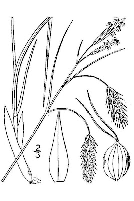 Lyngbye's sedge Lyngbye's sedge