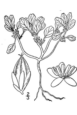 Coast amaranth Coast amaranth