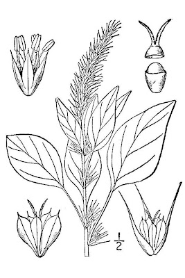 Palmer amaranth