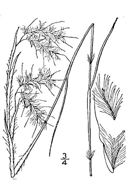 Elliott's bluestem
