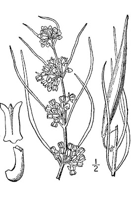 Narrow-leaf milkweed Narrow-leaf milkweed