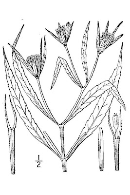 Delmarva beggarticks