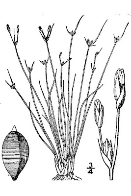Densetuft hairsedge Densetuft hairsedge