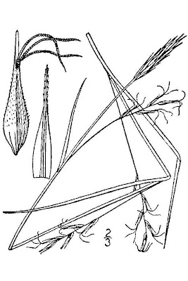 Assiniboia sedge Assiniboia sedge
