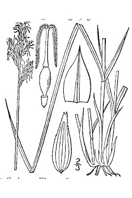 Brome-like sedge Brome-like sedge
