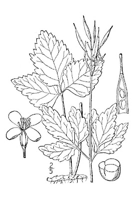 Broadleaf toothwort Broadleaf toothwort