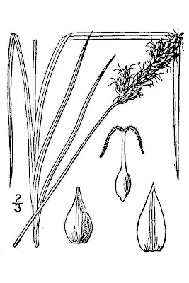Clustered field sedge Clustered field sedge