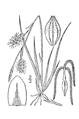 Carex de Richardson Carex de Richardson