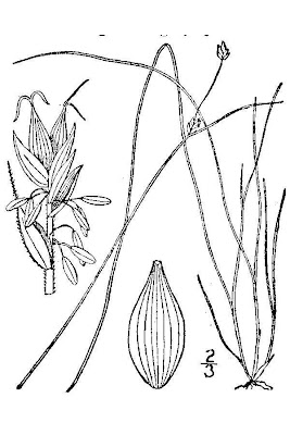 Billings' sedge Billings' sedge