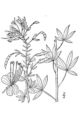 Jones spiderflower Jones spiderflower