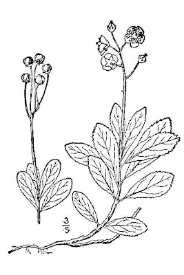 Common pipsissewa Common pipsissewa