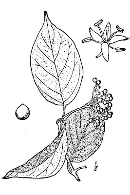 Cornouiller de Drummond Cornouiller de Drummond