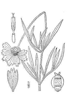 Largeflower tickseed Largeflower tickseed