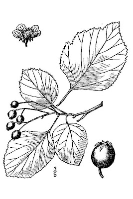 Ovateleaf hawthorn