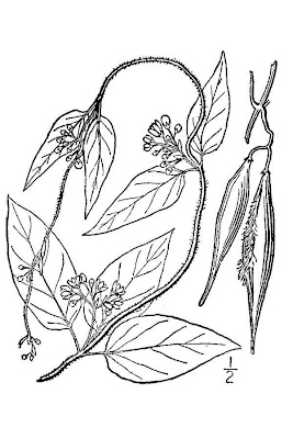 Louise's swallow-wort Louise's swallow-wort