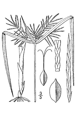 Calingale