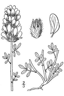Golden dalea