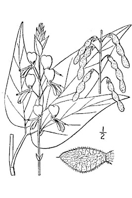 Largebract ticktrefoil Largebract ticktrefoil