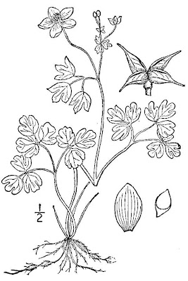 Eastern false rue anemone