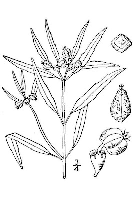 Hairy-fruit spurge