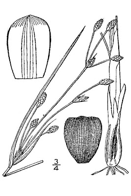 Saltmarsh fimbristylis