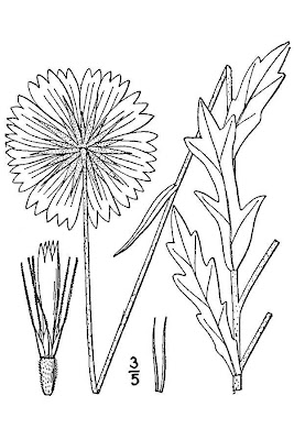 Fire-wheel